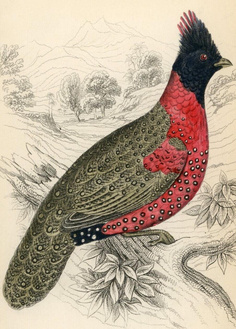 1834 Black-Headed Tragopan Hand-Colored Steel Engraving Jardine Lizars