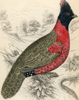 1834 Black-Headed Tragopan Hand-Colored Steel Engraving Jardine Lizars