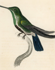 1833 Avocet Billed Hummingbird Hand-Colored Steel Engraving Jardine Lizars