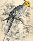 1836 Red-Checked Nymphicus Hand-Colored Steel Engraving Jardine Lizars - Parrots
