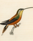 1833 Rufous Bellied Hummingbird Hand-Colored Steel Engraving Jardine Lizars