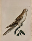 1789 African Owl Shaw & Nodder Hand Colored Copperplate Engraving