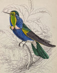 1833 Natterer's Hummingbird Hand-Colored Steel Engraving Jardine Lizars Plate 14