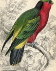 1836 Kuhl's Coriphilus Hand-Colored Engraving Jardine Lizars - Parrots