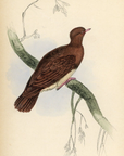 1835 Copper-Coloured Ground Dove Hand-Colored Engraving Jardine Lizars - Pigeons