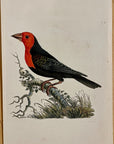 1789 Abyssinian Plant-Cutter Shaw & Nodder Hand Colored Copperplate Engraving