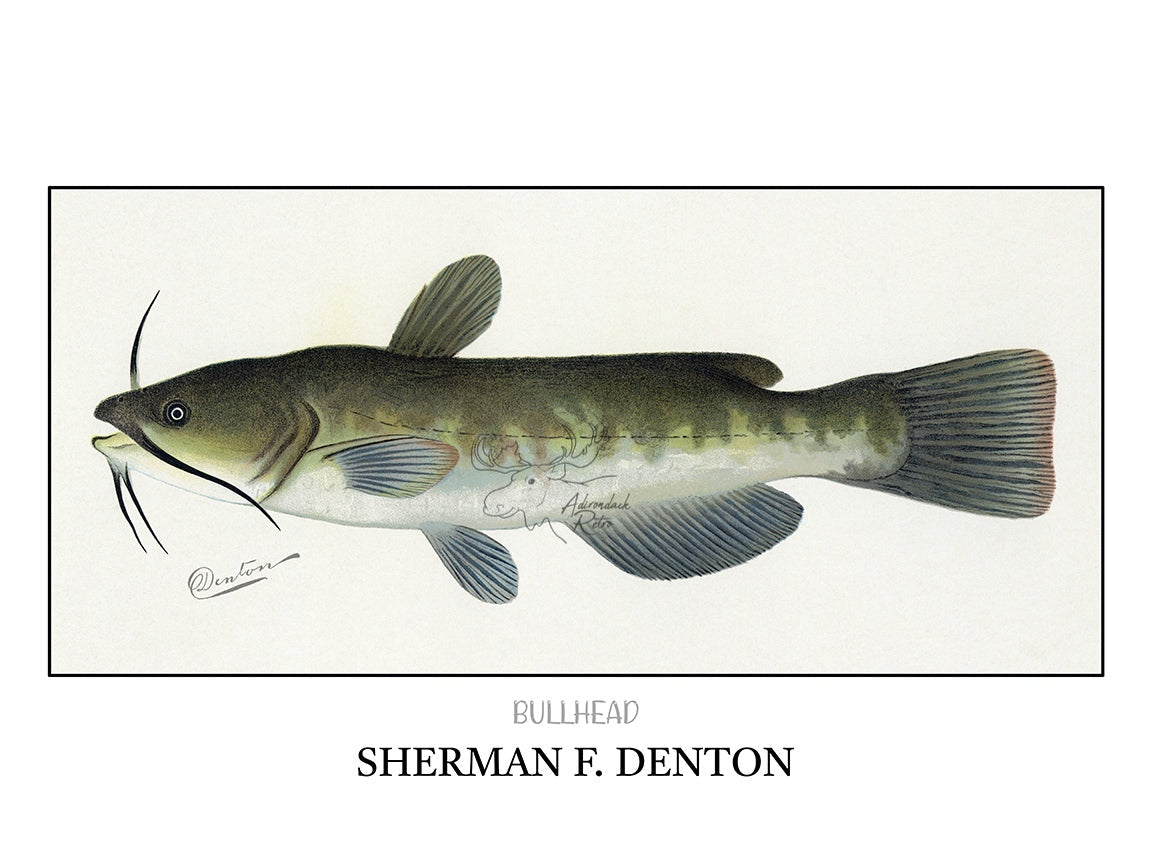 a drawing of a fish with a long tail