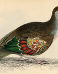 1835 Bronze-Winged Ground Dove Hand-Colored Engraving Jardine Lizars - Pigeons