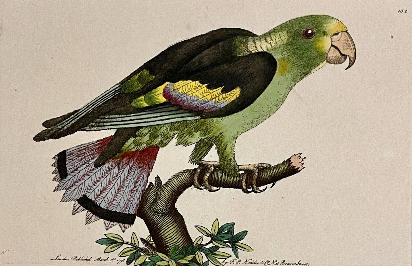 1789 Black-Winged Parakeet Shaw & Nodder Hand Colored Copperplate Engraving
