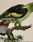 1789 Black-Winged Parakeet Shaw & Nodder Hand Colored Copperplate Engraving