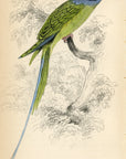 1836 Malacca Ring Parakeet Hand-Colored Engraving Jardine Lizars - Parrots