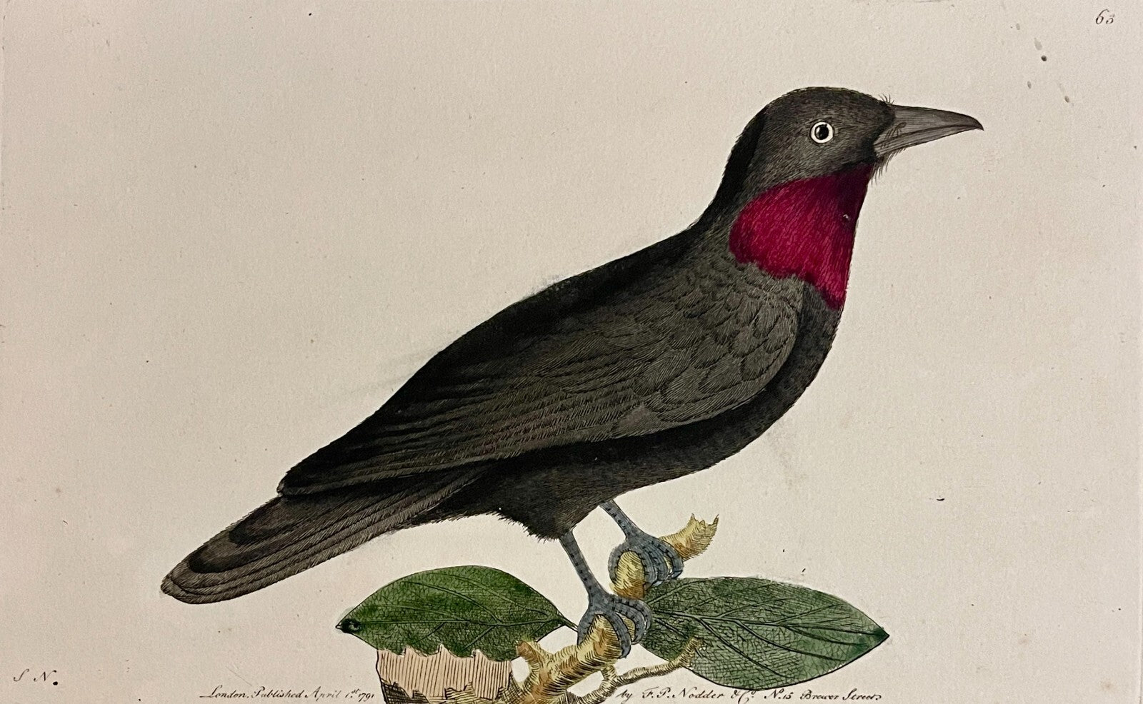1789 Purple-Throated Flycatcher Shaw & Nodder Hand Colored Copperplate Engraving