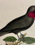 1789 Purple-Throated Flycatcher Shaw & Nodder Hand Colored Copperplate Engraving
