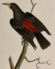 1789 Red Rumped Oriole Shaw & Nodder Hand Colored Copper Engraving