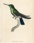 1833 Avocet Billed Hummingbird Hand-Colored Steel Engraving Jardine Lizars