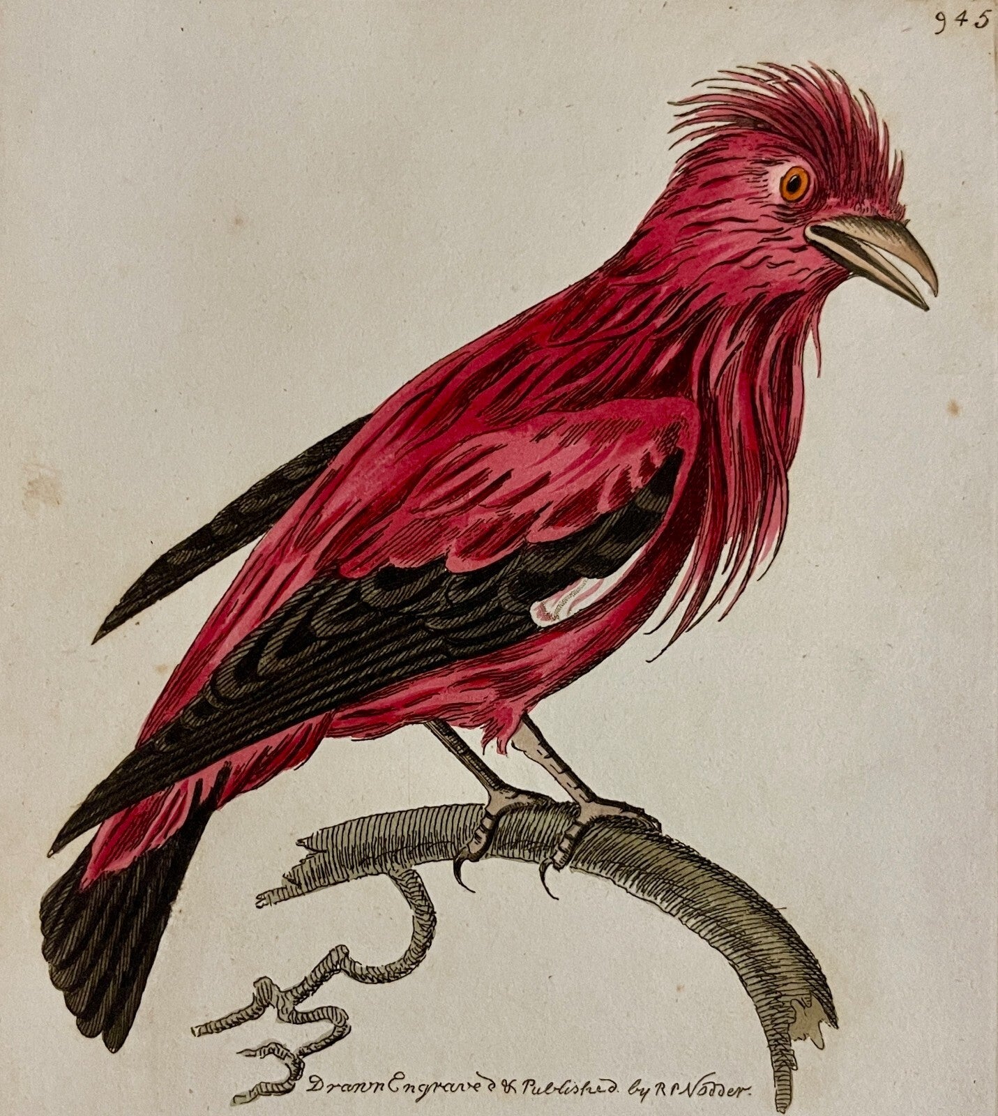 1789 Crimson Chatterer Shaw & Nodder Hand Colored Copperplate Engraving