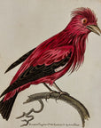 1789 Crimson Chatterer Shaw & Nodder Hand Colored Copperplate Engraving
