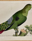 1789 Purple-Tailed Parakeet Shaw & Nodder Hand Colored Copperplate Engraving