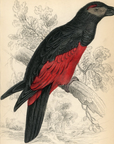 1836 Pesquet's Dasyptilus Hand-Colored Engraving Jardine Lizars - Parrots