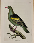 1789 Aromatic Pigeon Shaw & Nodder Hand Colored Copperplate Engraving
