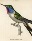 1833 The Evening Hummingbird Hand-Colored Steel Engraving Jardine Lizars