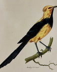 1789 Gorget Paradise-Bird Shaw & Nodder Hand Colored Copperplate Engraving