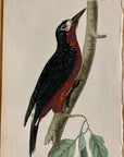 1789 Portorico Woodpecker Shaw & Nodder Hand Colored Copperplate Engraving