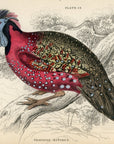 1834 The Nepaul or Horned Tragopan Hand-Colored Steel Engraving Jardine Lizars