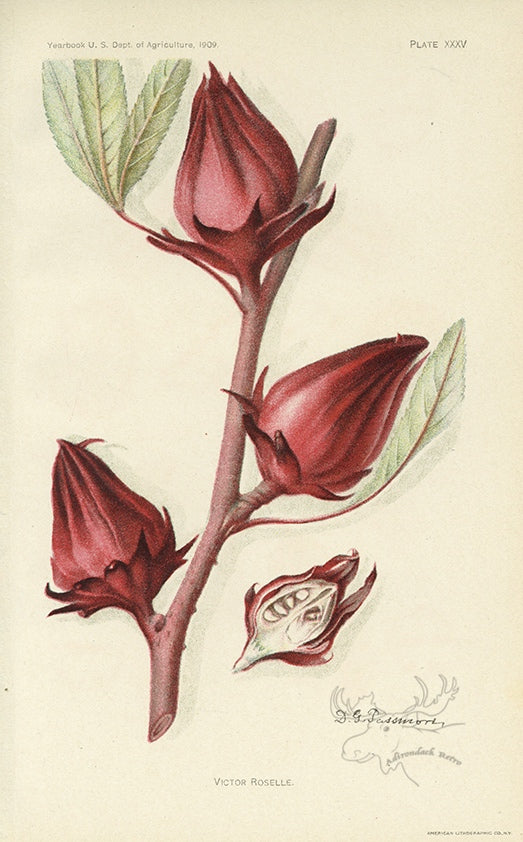1909 Victor Roselle Antique USDA Fruit Print - D.G. Passmore at Adirondack Retro