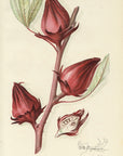 1909 Victor Roselle Antique USDA Fruit Print - D.G. Passmore at Adirondack Retro