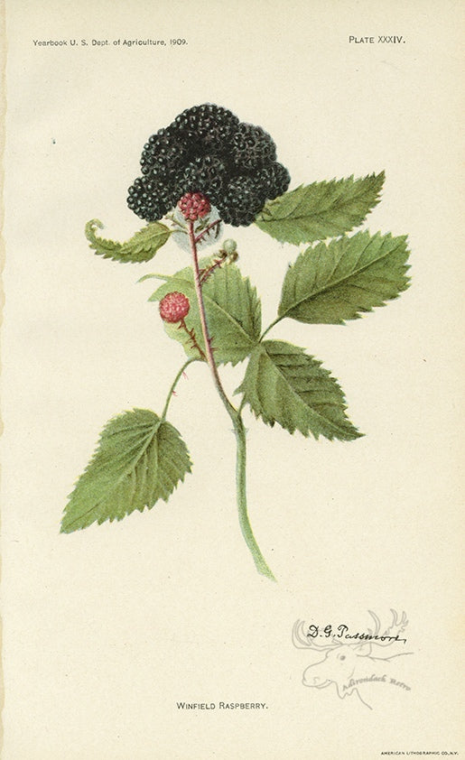 1909 Winfield Raspberry Antique USDA Fruit Print - D.G. Passmore at Adirondack Retro