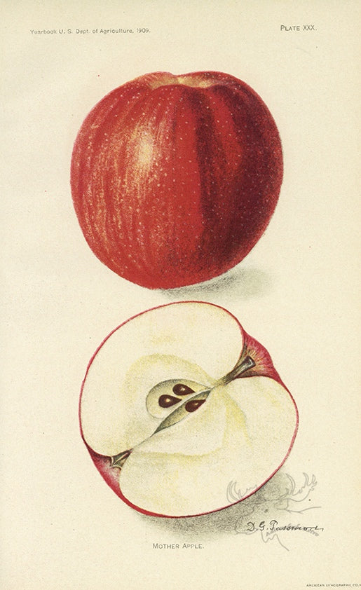 1909 Mother Apple Antique USDA Fruit Print - D.G. Passmore at Adirondack Retro