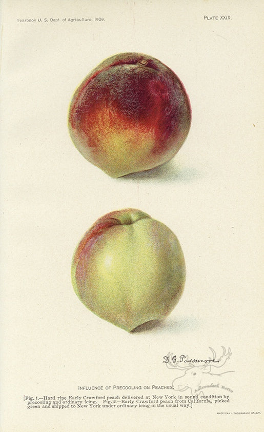 1909 Influence Of Precooling On Peaches Antique USDA Fruit Print - D.G. Passmore at Adirondack Retro