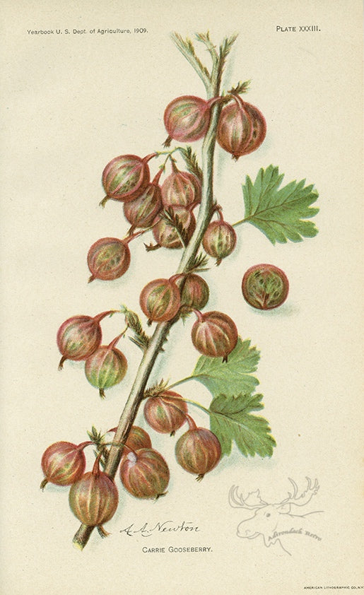 1909 Carrie Gooseberry Antique USDA Fruit Print - A.A. Newton at Adirondack Retro