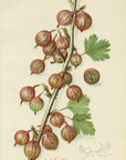 1909 Carrie Gooseberry Antique USDA Fruit Print - A.A. Newton at Adirondack Retro