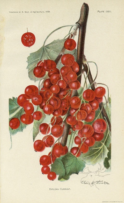 1909 Diploma Currant Antique USDA Fruit Print - Elsie E. Lower at Adirondack Retro