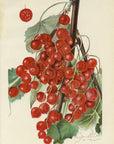 1909 Diploma Currant Antique USDA Fruit Print - Elsie E. Lower at Adirondack Retro