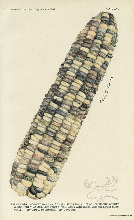 1909 Ear Of Corn Antique USDA Fruit Print - Elsie E. Lower at Adirondack Retro