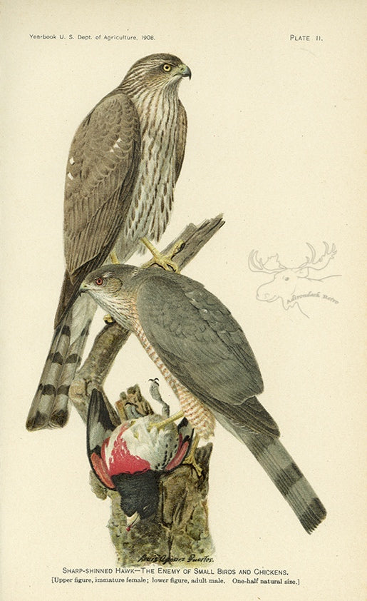 1908 Sharp-Shinned Hawk Antique USDA Bird Print - Louis Agassiz Fuertes at Adirondack Retro