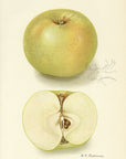 1908 Patten Apple Antique USDA Fruit Print - D.G. Passmore at Adirondack Retro
