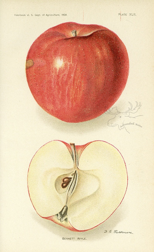 1908 Bennett Apple Antique USDA Fruit Print - D.G. Passmore at Adirondack Retro