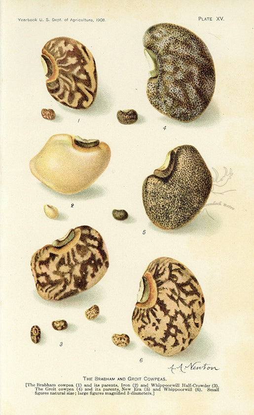 1908 The Brabham And Groit Cowpeas Antique USDA Fruit Print - A.A. Newton at Adirondack Retro