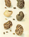 1908 The Brabham And Groit Cowpeas Antique USDA Fruit Print - A.A. Newton at Adirondack Retro