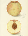 1908 Champion Peach Antique USDA Fruit Print - A.A. Newton at Adirondack Retro