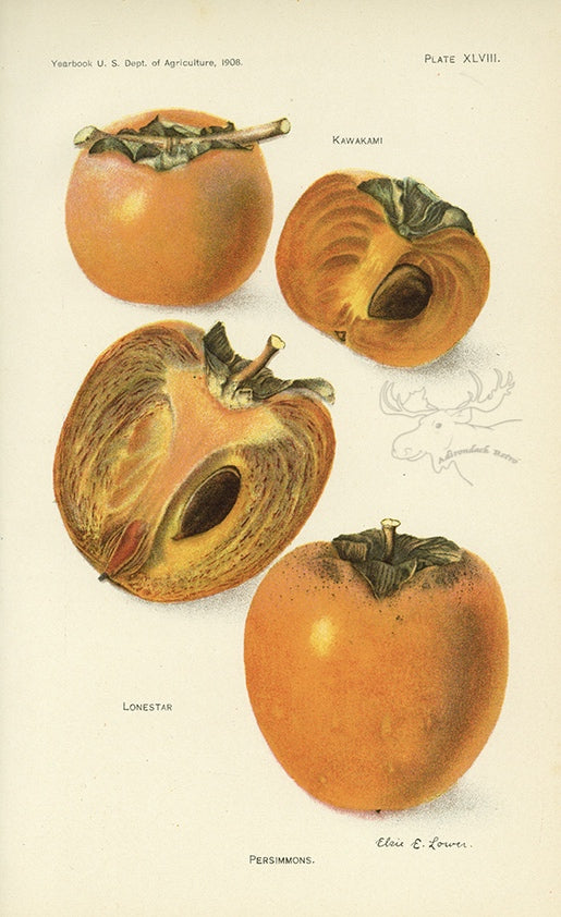 1908 Persimmons Antique USDA Fruit Print - Elsie E. Lower at Adirondack Retro