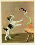1932 Diana Thorne Vintage Dog Print - Fox Terrier - Plate