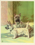 1932 Diana Thorne Vintage Dog Print - Cairn Terrier - Plate