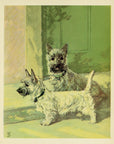 1932 Diana Thorne Vintage Dog Print - Cairn Terrier - Plate