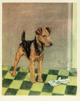 1932 Diana Thorne Vintage Dog Print - Airedale Terrier - Plate