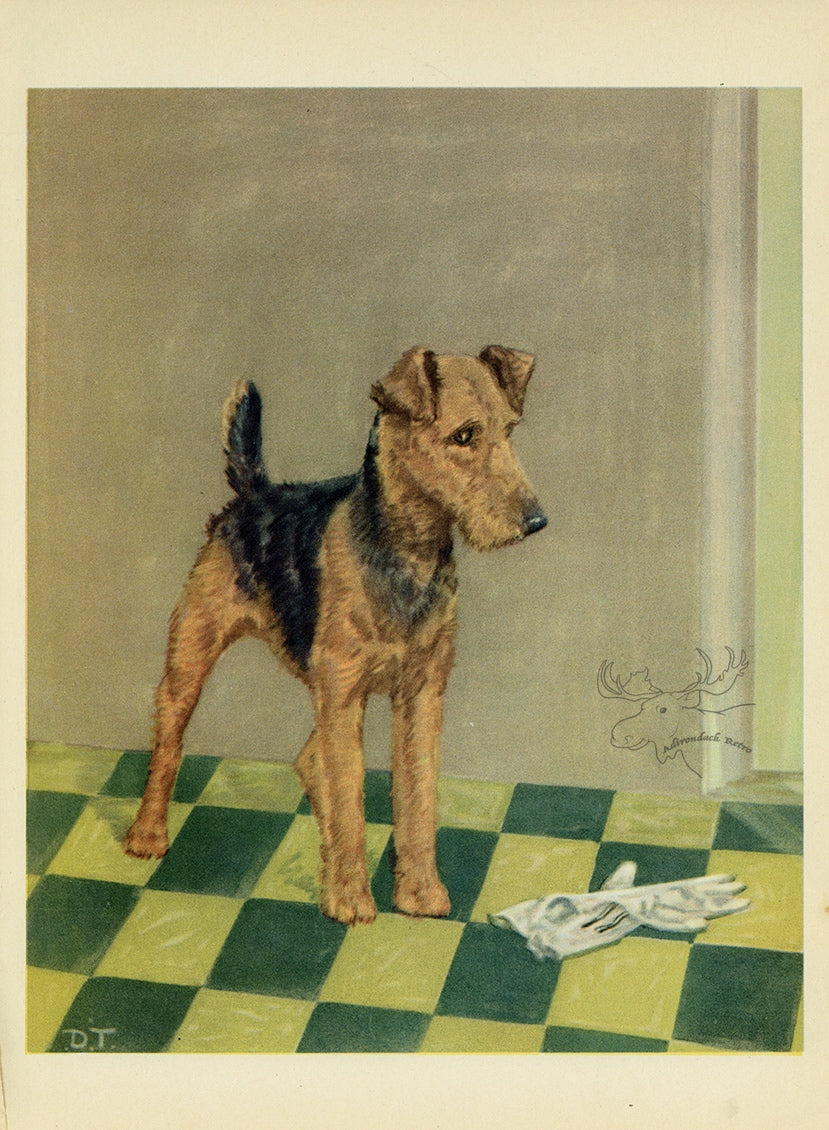 1932 Diana Thorne Vintage Dog Print - Airedale Terrier - Plate #14 at Adirondack Retro